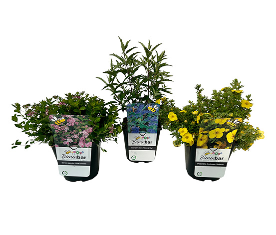 Bienengarten, 3er-Set