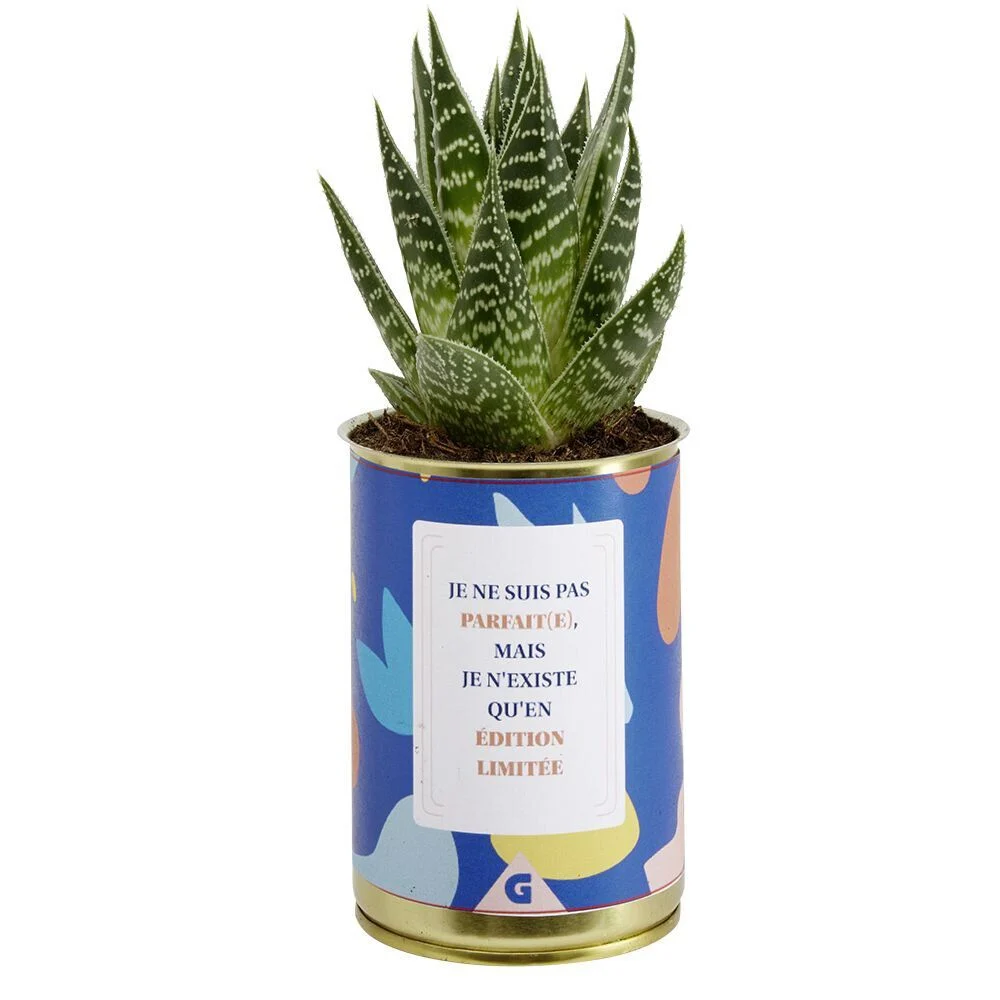 Succulente pot conserve avec message humoristique - 6 modèles