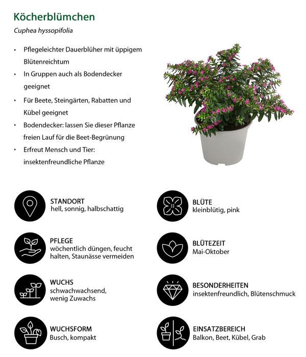Beet- & Balkonpflanzen-Set Biene, 6-teilig
