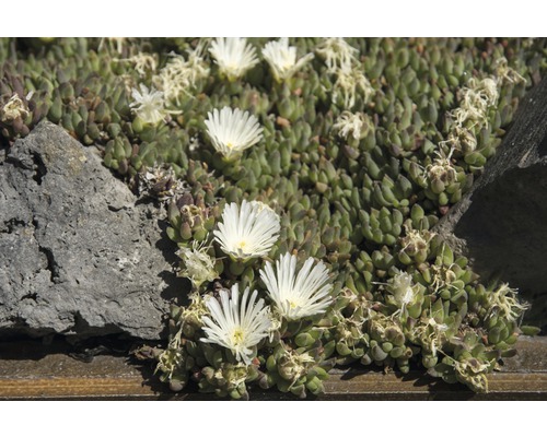 IJsplant FloraSelf Delosperma cooperi Ø 7 cm Pot 6 st