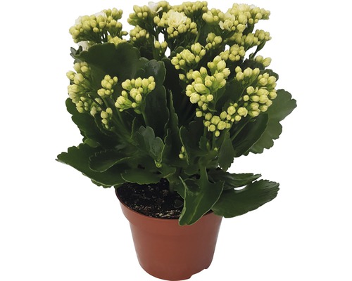 Flaming Katy Kalanchoe blossfeldiana 'Calandiva' H 20-25 cm Ø 12 cm Pot wit