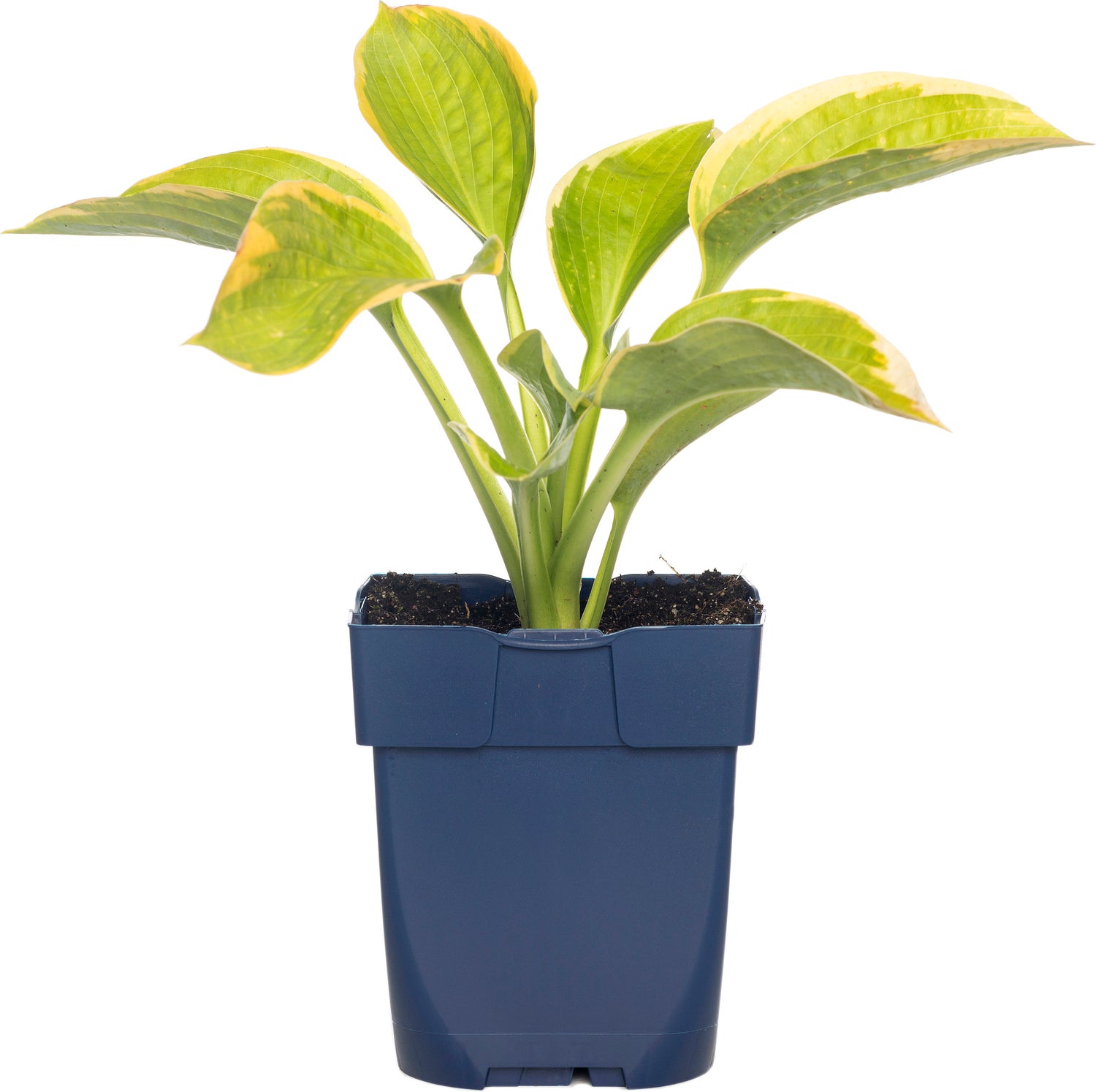 Hartlelie (Hosta sieboldiana 'Frances Williams') D 11 H 10 cm