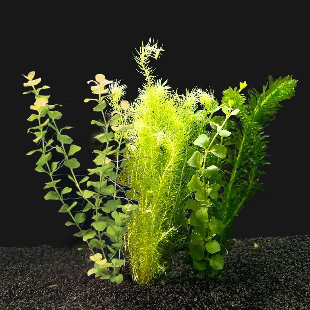 Koud Water Plantenpakket | Aquariumplanten