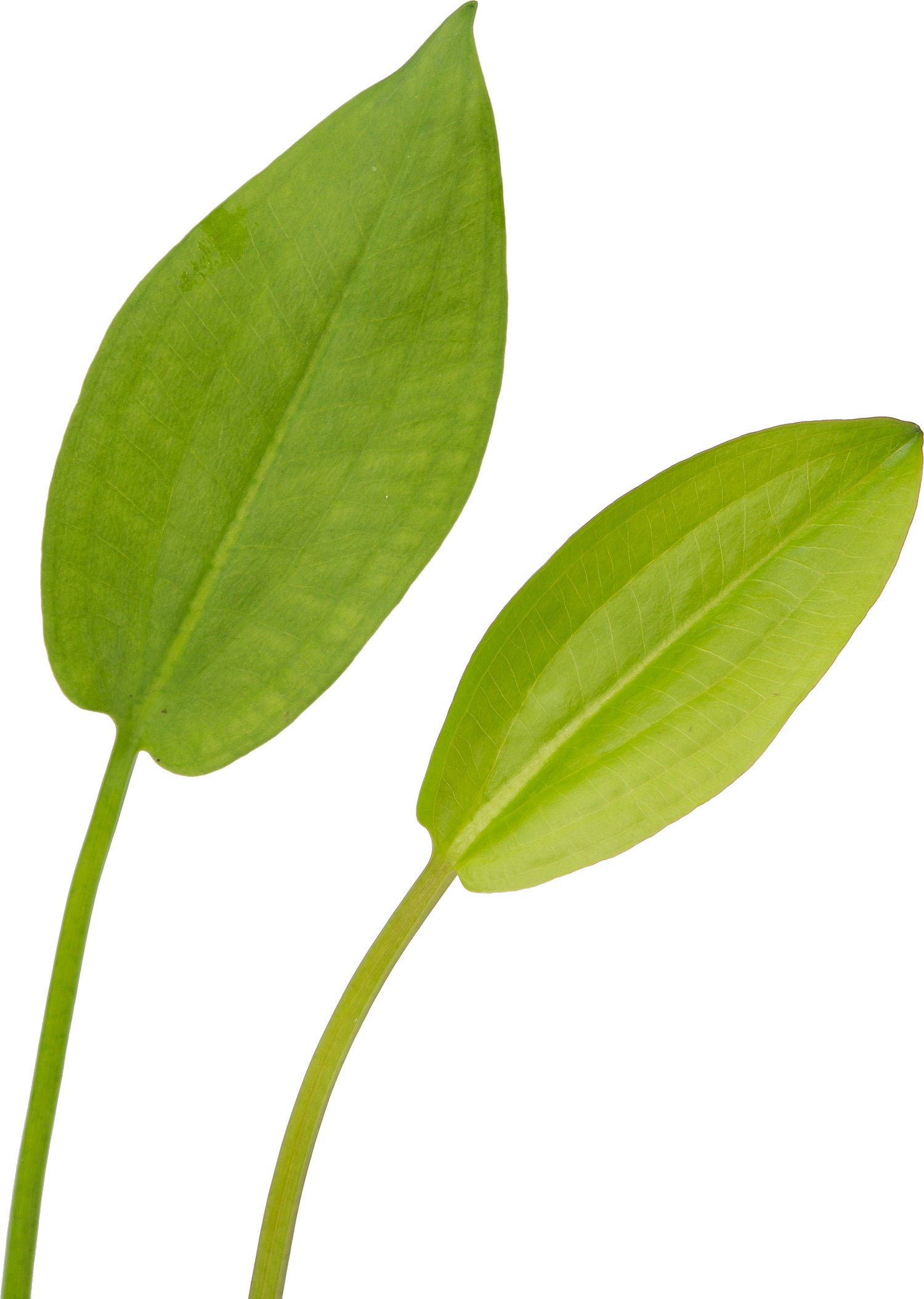 Waterweegbree (Alisma plantago-aquatica) D 9 H 20 cm