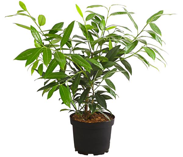 Kirschlorbeer 'Herbergii'