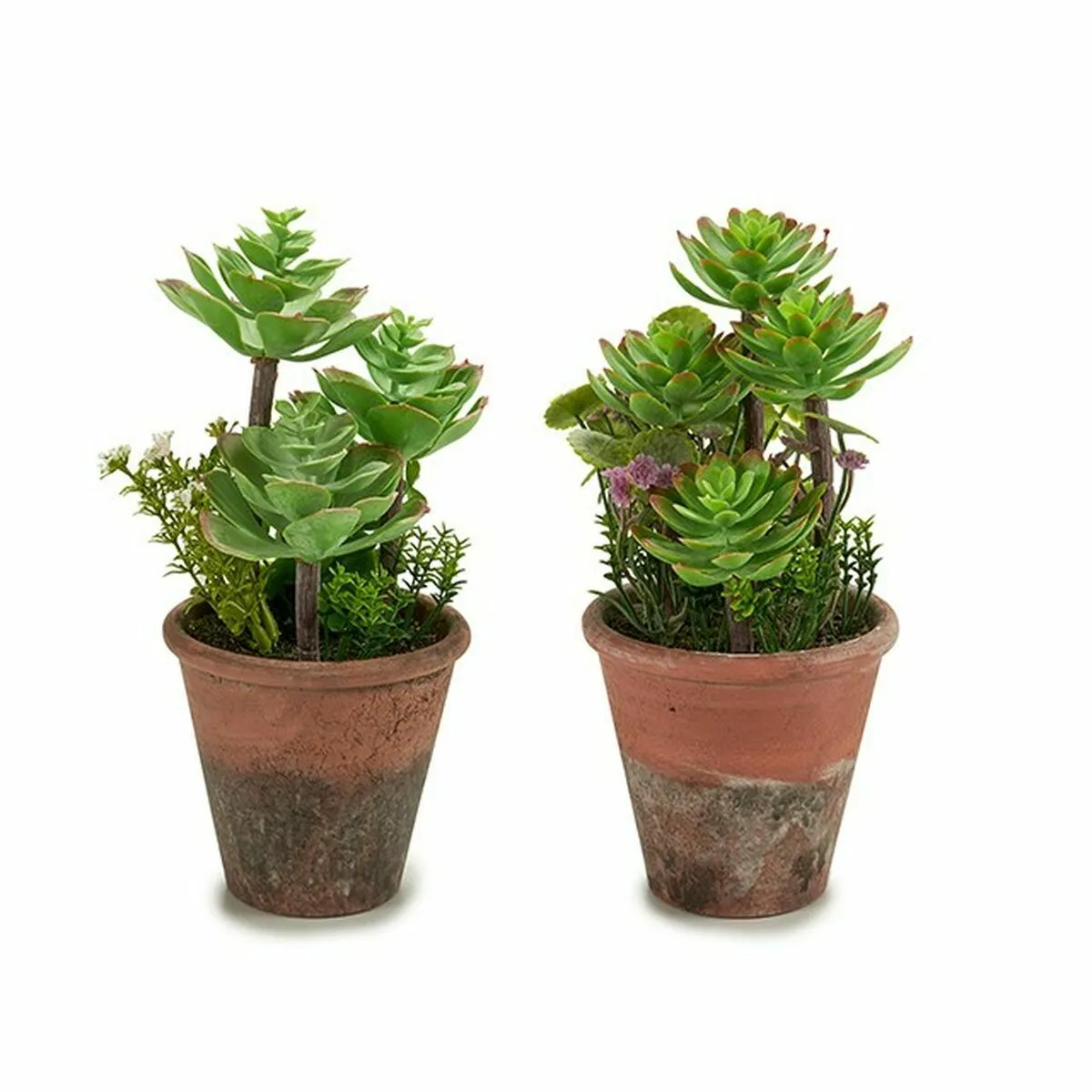 Ibergarden Plante Décorative Succulent - 12 Unités