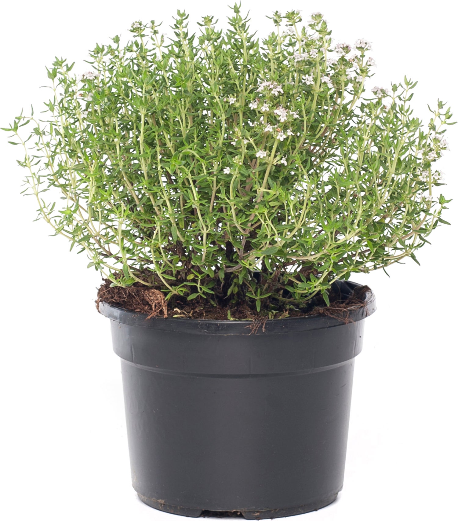 Biologische Keukentijm (Thymus vulgaris 'Compactus') D 9 H 15 cm