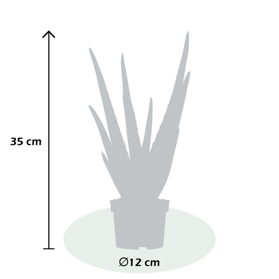 Aloe Vera H35cm - pot D12cm