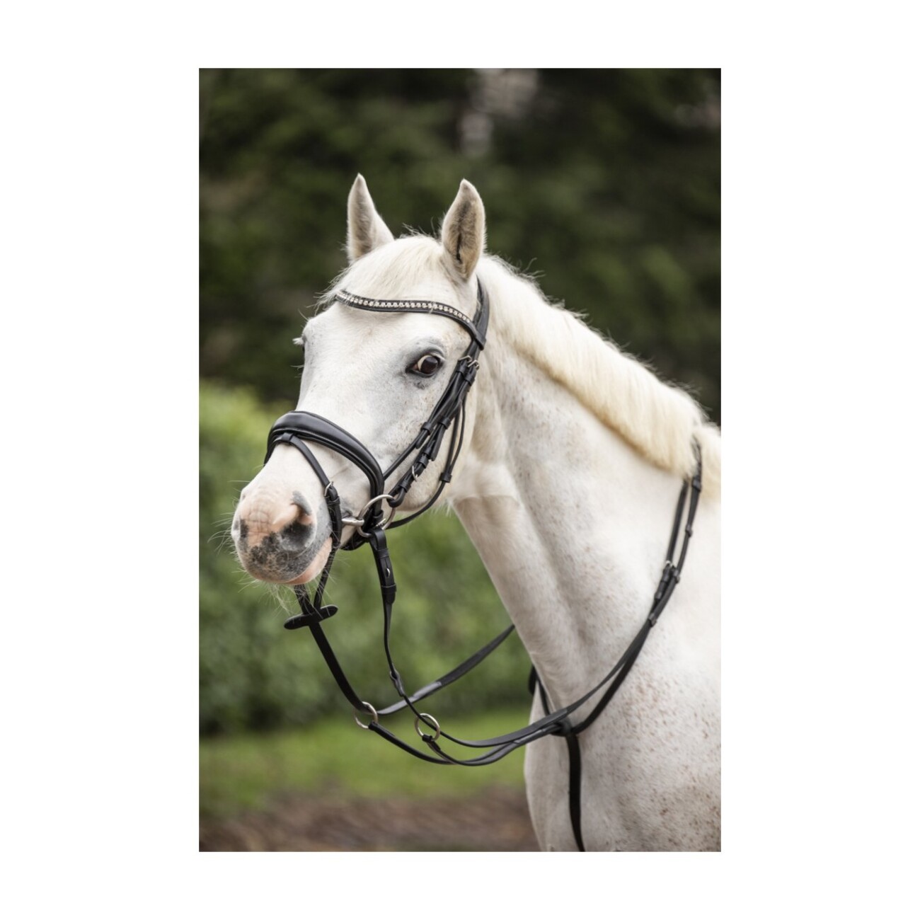 4Horses Martingal aus Büffelleder VB/ COB (Vollblut)