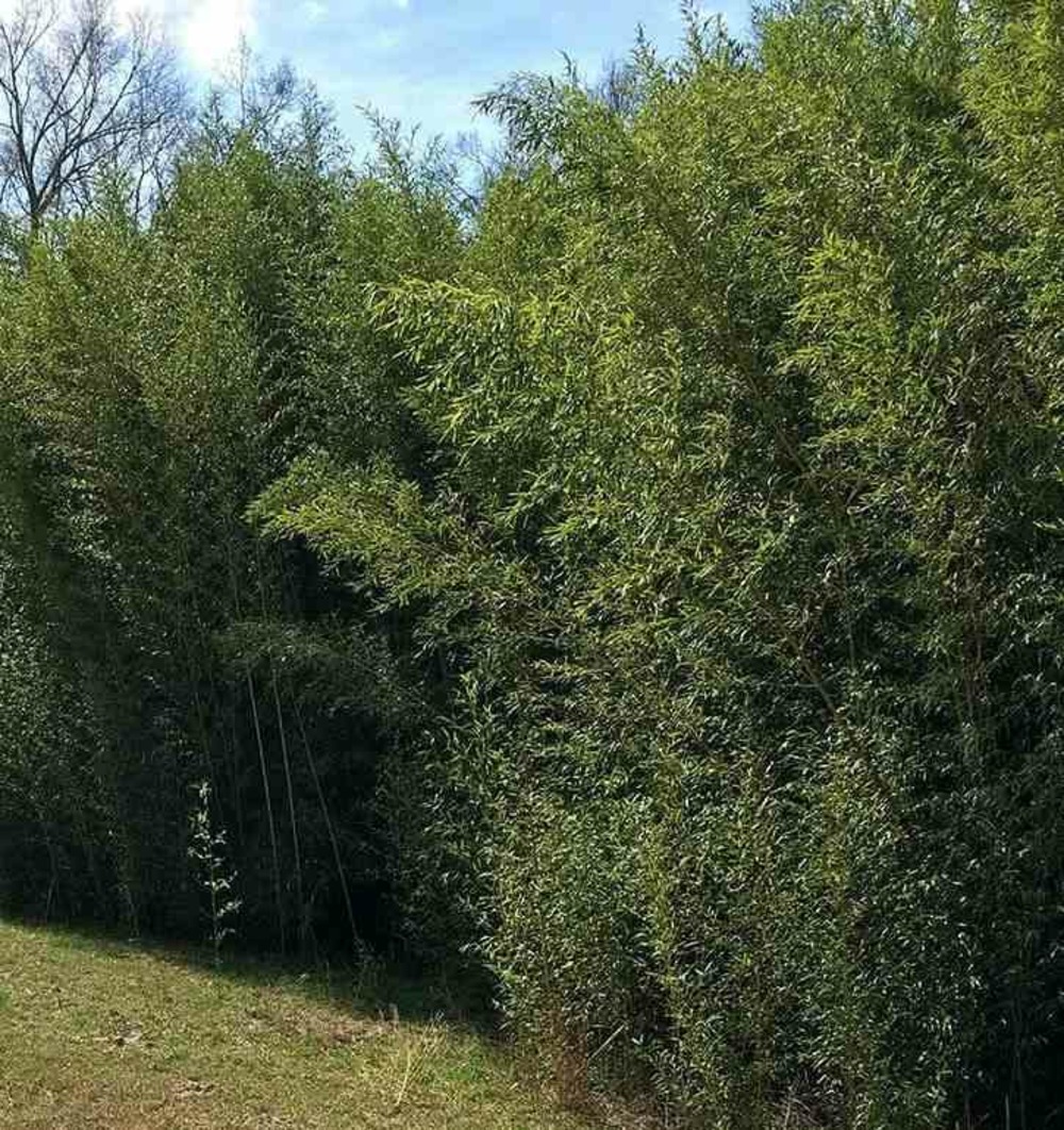 Phyllostachys bissetii taille pot de 5 litres - 100/120 cm