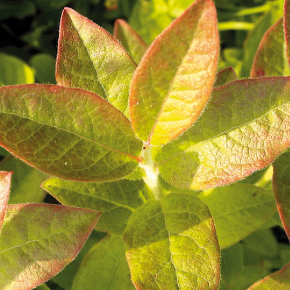 Myrtille corymbosum yello!belloblue® 'andval1601'/vaccinium corymbosum yello!belloblue® 'andval1601'[-]godet - 5/20 cm