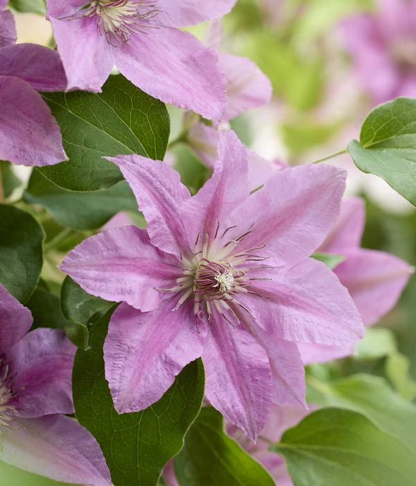 Waldrebe - Clematis 'Bridgewater'