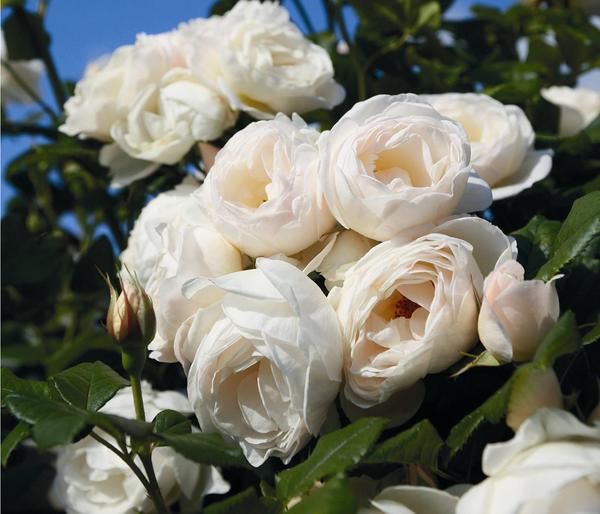 Kletterrose 'Uetersener Klosterrose®'