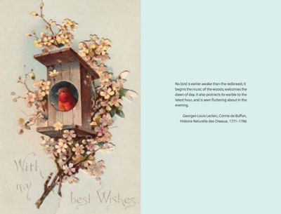 The Robin: A Biography - The Bird Biography Series (Hardback)
