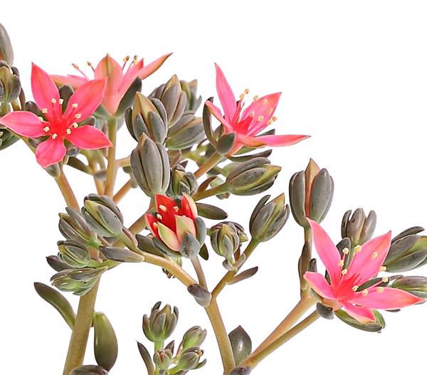 Graptopetalum - Graptopetalum tacitus