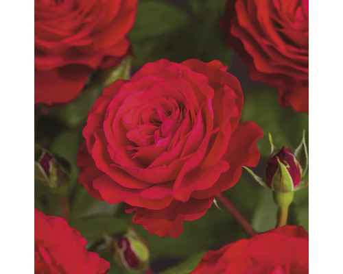 Hybride Theeroos 'Störtebeker' FloraSelf Rosa 'Störtebeker' Co 3 L dubbele bloemen