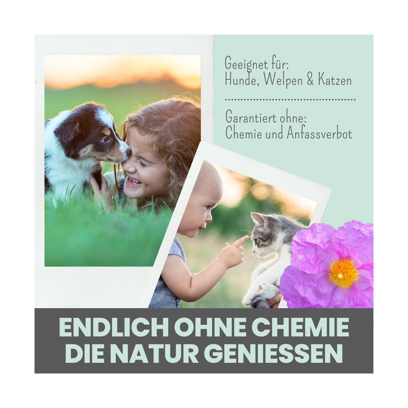noms+ Zistrosen Tabs für Hunde & Katzen 150g