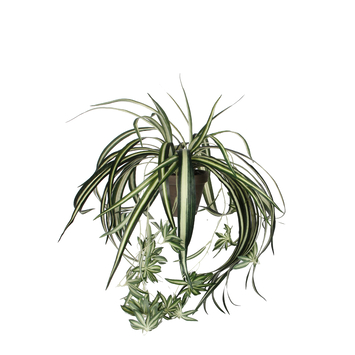 Kunstplant Chlorophytum in pot