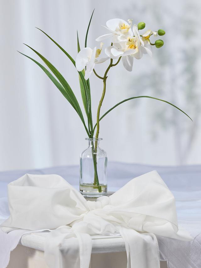 Orchidee Phalaenopsis inkl. Glasvase, 28 cm