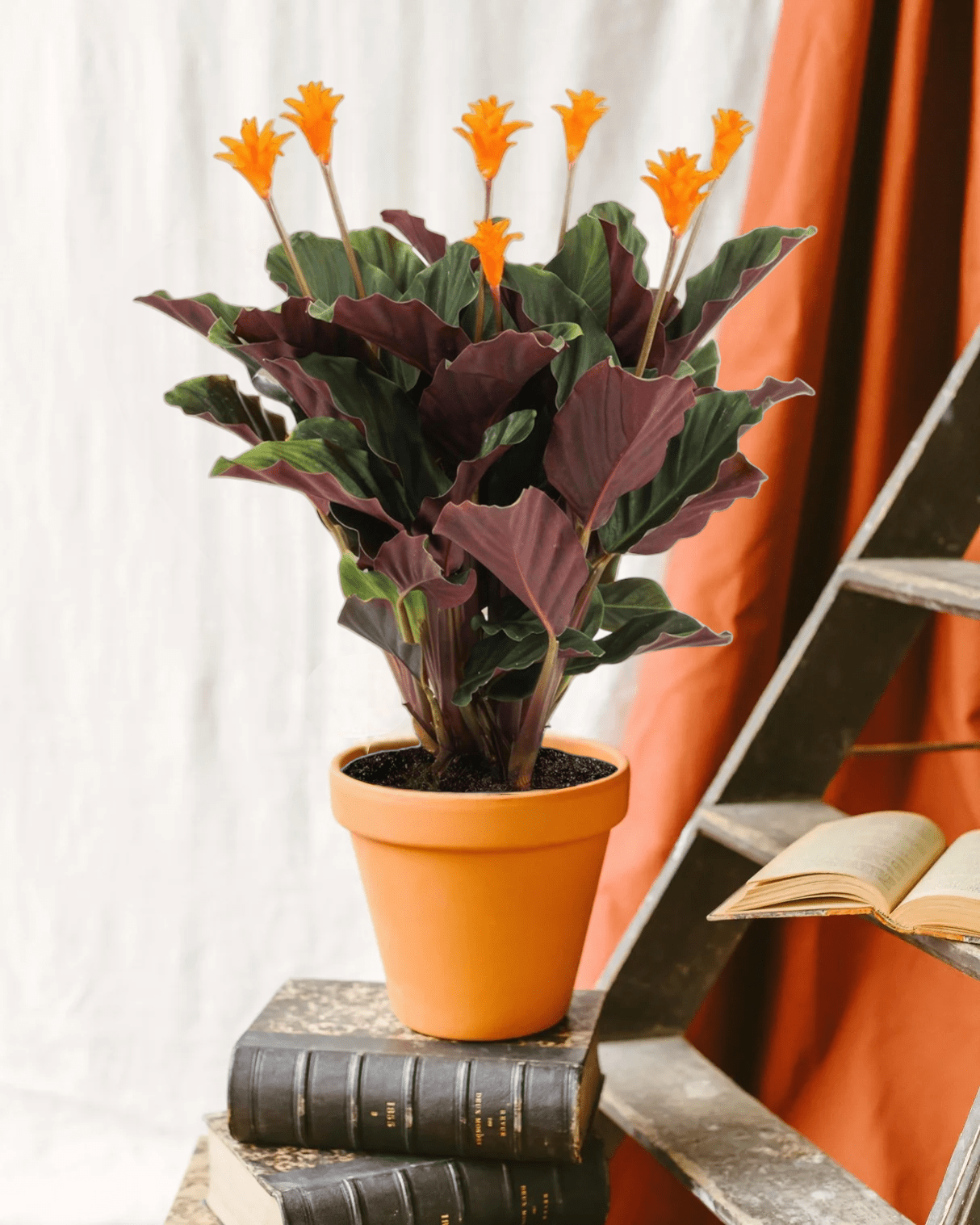 Plante d'intérieur - calathea crocata 40cm