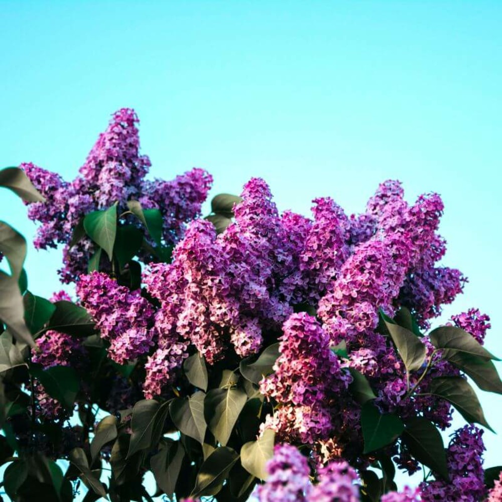 Lilas commun jose - godet 9cm