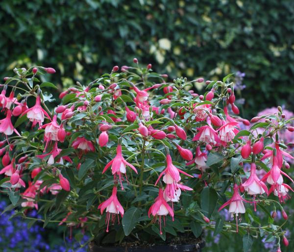 Winterharte Fuchsie, verschiedene Sorten