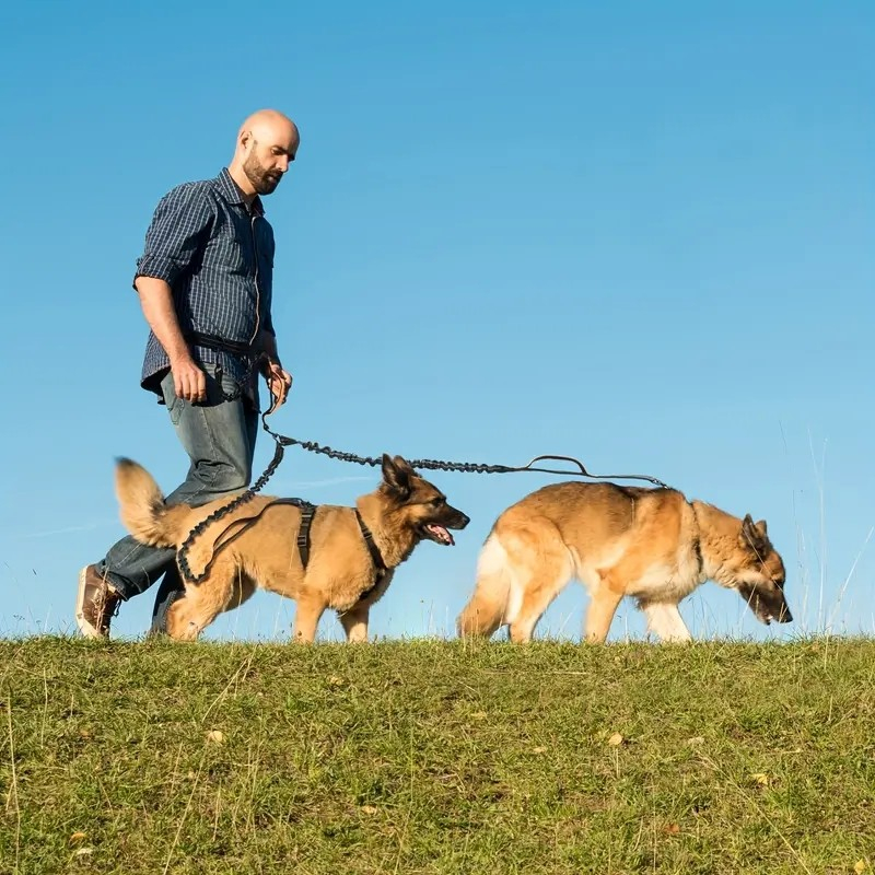 (210cm) 2-fach Hunde Leine Elastische Bungee Hundeleine mit Taillengurt   Halte Griff für Hunde bis 50 kg - Grau / Orange
