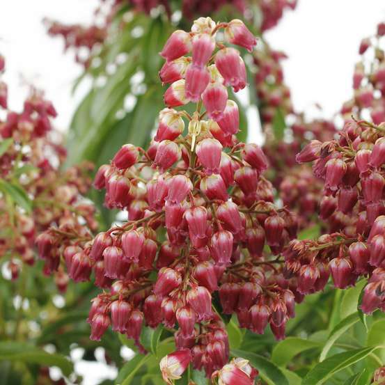 Pieris japonica ' Passion' : H. 40/50 cm ctr 6L