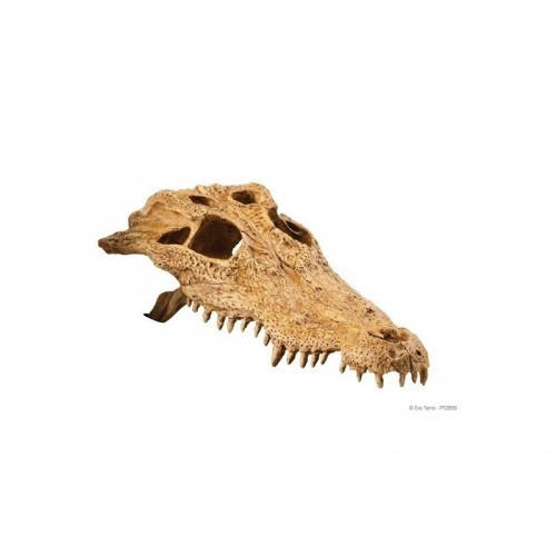 Abrigo Exo-Terra com crânio de crocodilo