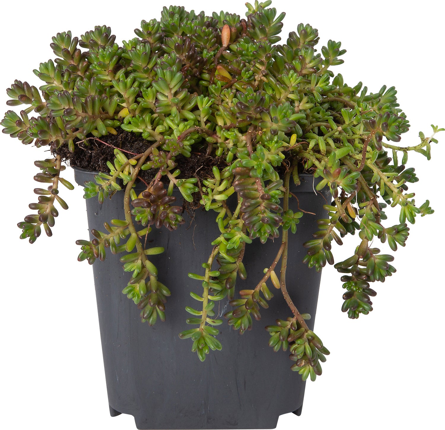 Vetkruid (Sedum album 'Murale') D 9 H 10 cm