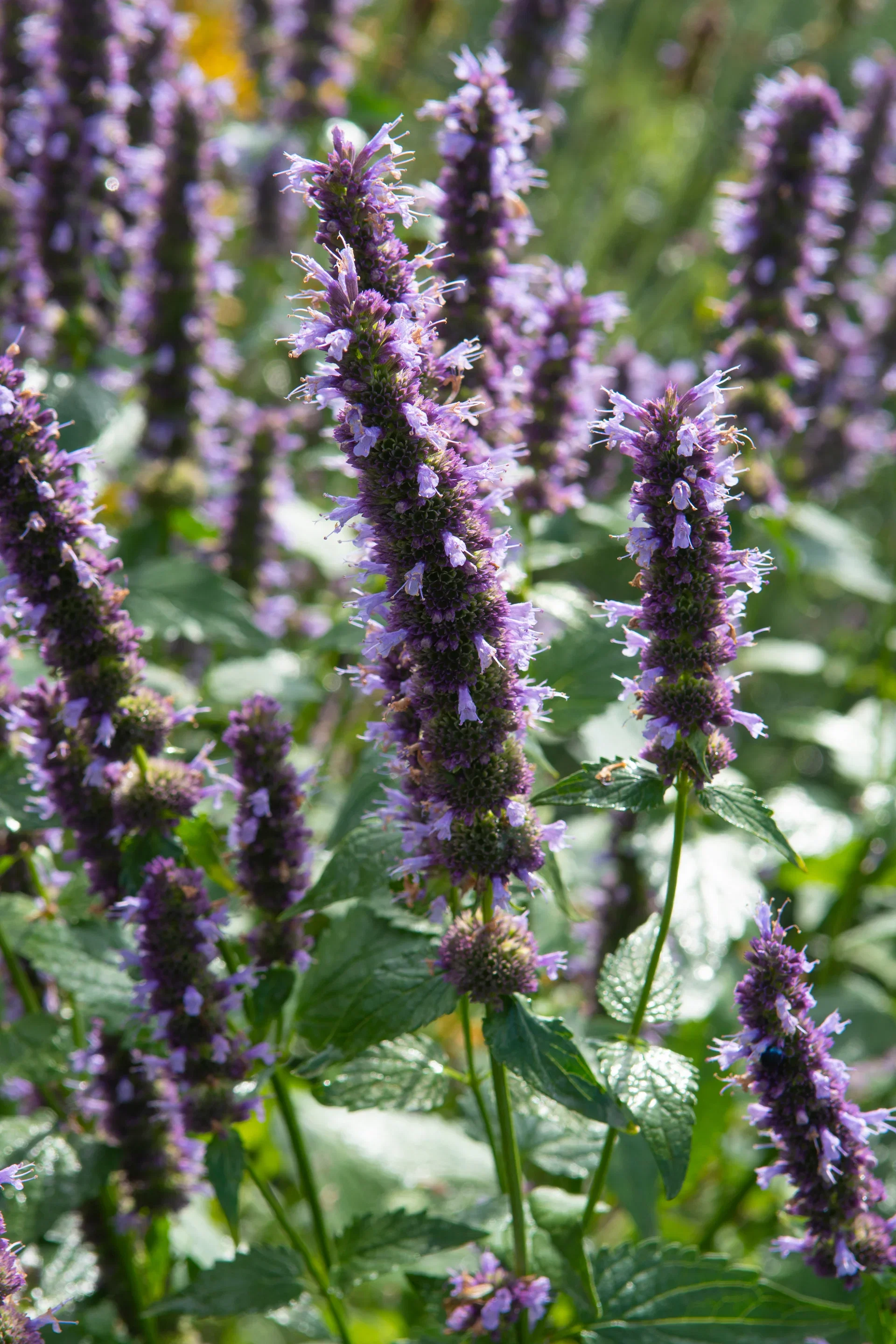 Agastache svart huggorm plante Ø11 cm