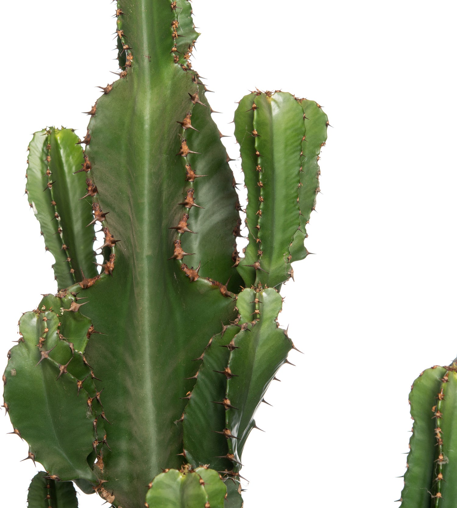 Cowboycactus (Euphorbia erytrea) D 27 H 135 cm