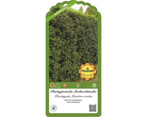 Portugese laurier FloraSelf Prunus lusitanica 'Angustifolia' H 60-80 cm Co 5 L Minimale bestelhoeveelheid 25 stuks voor ca. 10 m haag