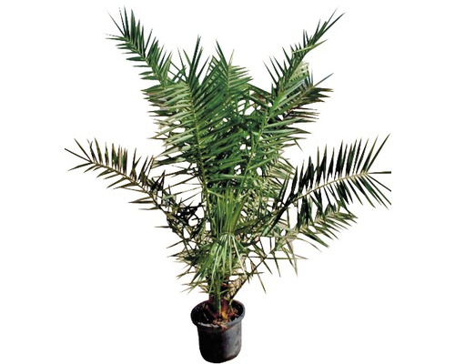 Canary Island Date Palm FloraSelf Phoenix canariensis H 100-120 cm Ø 17 cm pot
