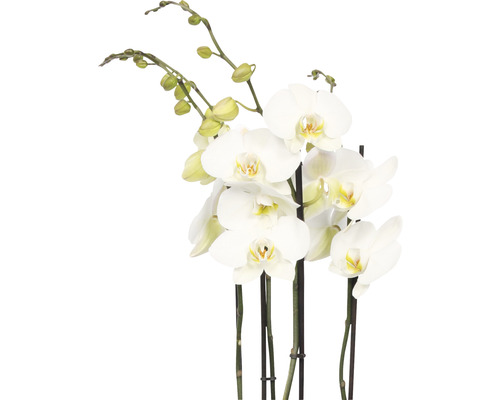 Vlinderorchidee FloraSelf Phalaenopsis hybride H 70-80 cm Ø 17 cm pot 4 bloemaren wit