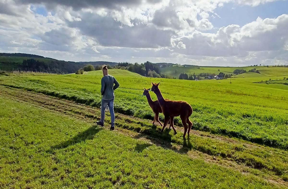 Alpaka-Trekking-Tour für 2 Plütscheid (6 Std.)