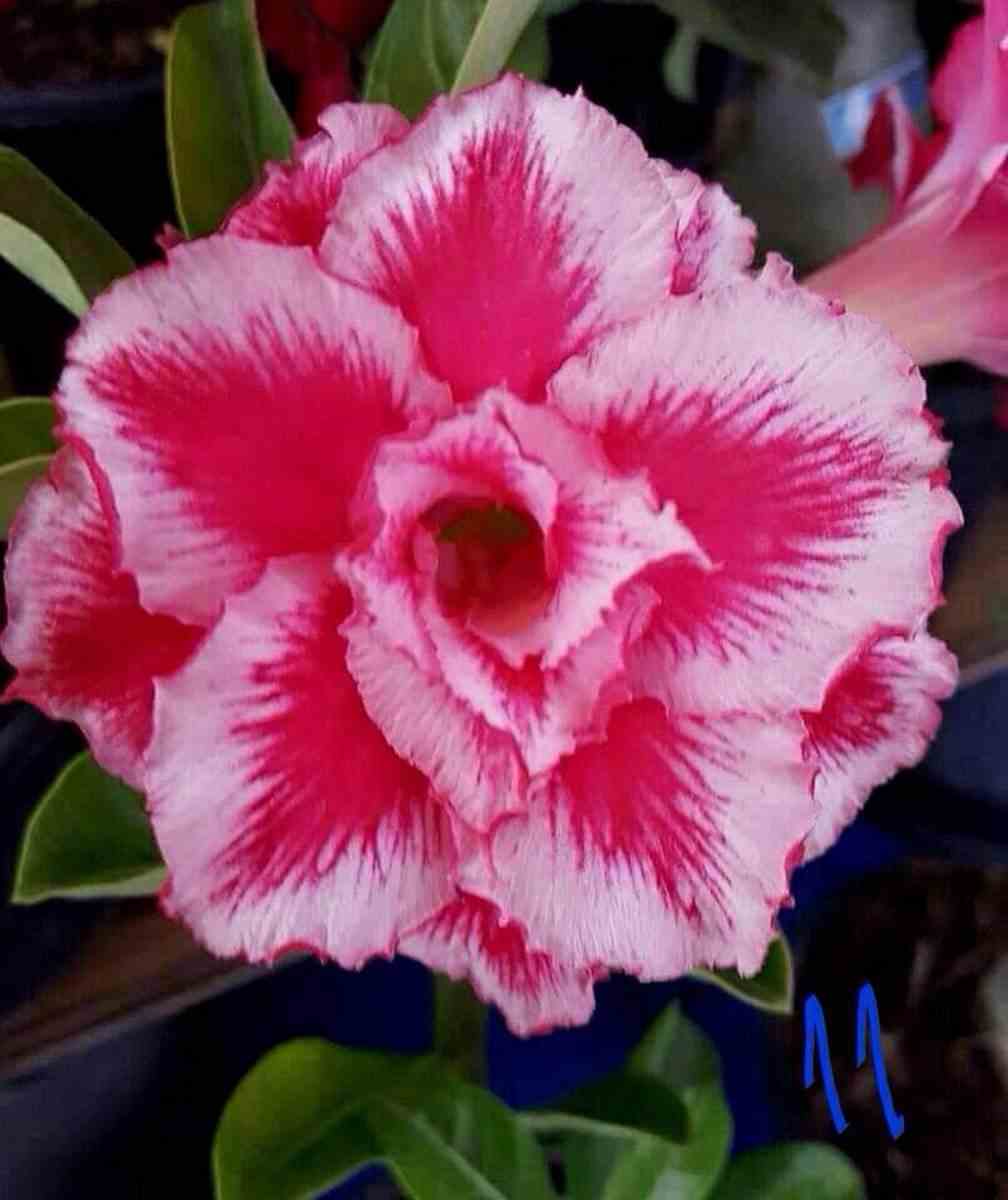 Adenium obesum cv.rainbow rouge - taille caudex d'environ 300g 20/25cm