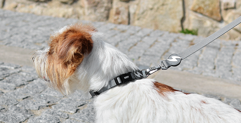 Guia de nylon cinza para cães