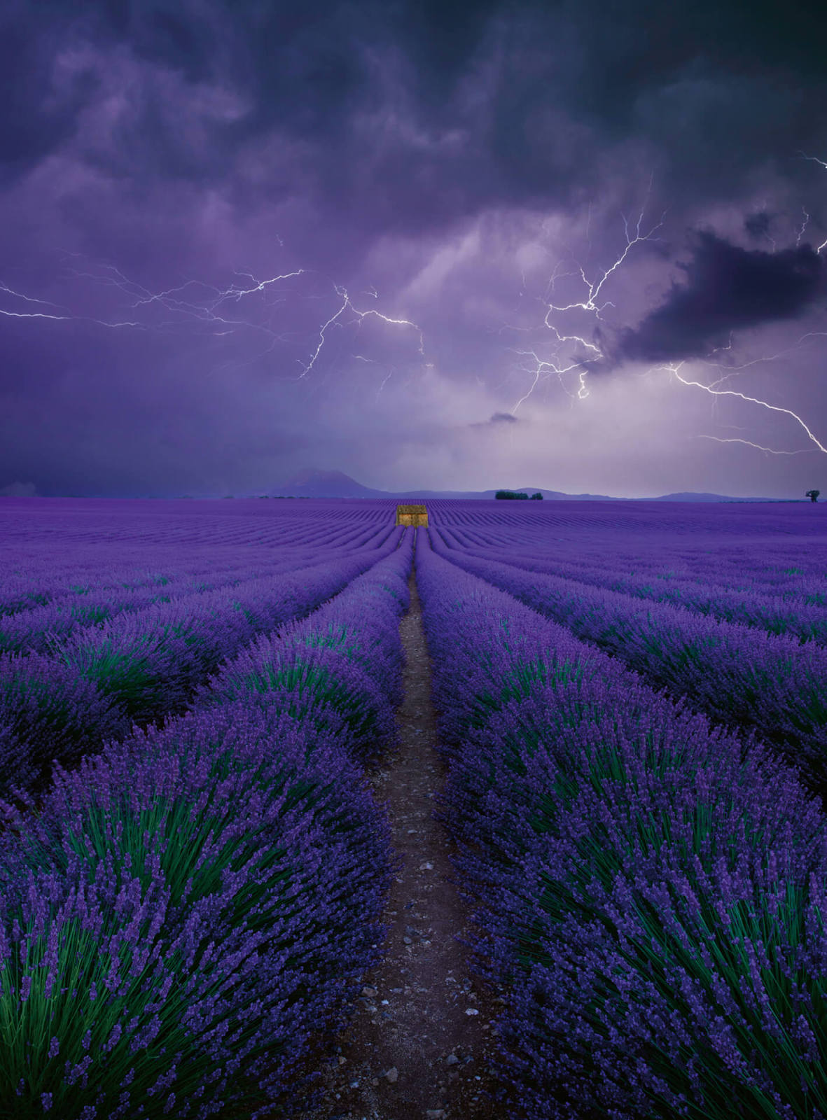 Fototapete DESIGNWALLS 2.0 - lila-grün - Lavendel - 2,6 Meter