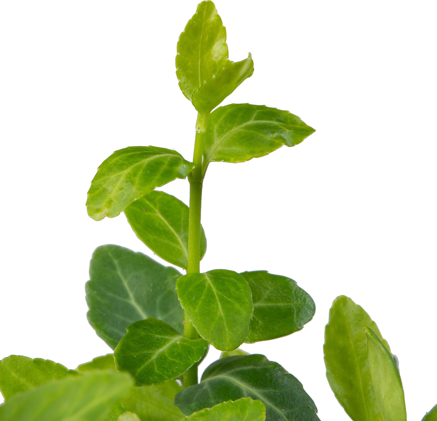 Kardinaalsmuts (Euonymus fortunei 'Radicans') sixpack D 9 H 15 cm