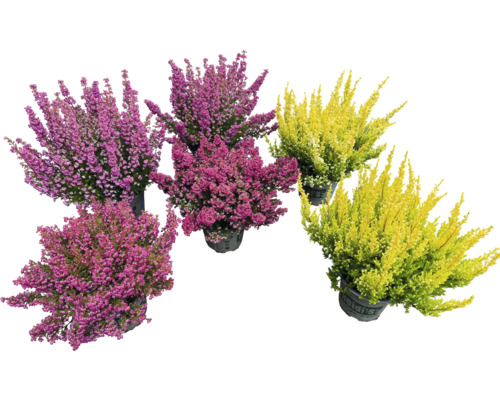 Heide Heidi's® Erica gracilis Ø 12 cm pot willekeurige variëteitselectie