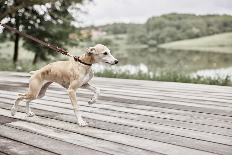OYOY Living Design Robin Hundehalsbånd - Stor Choko