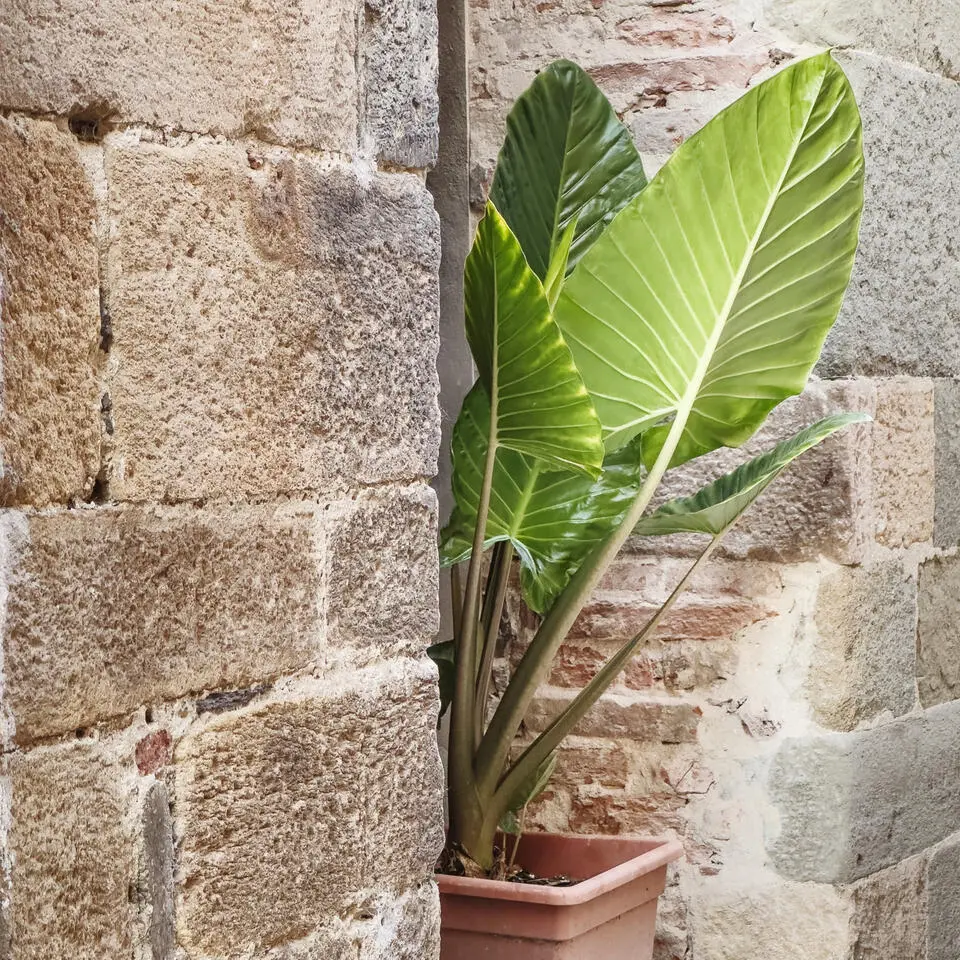 Olifantsoor - Alocasia 'Odora' - Hoogte 55-75cm - ⌀17cm