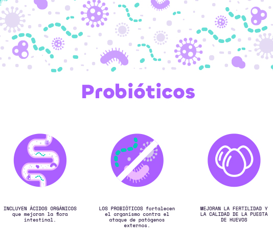 Probiótico natural para fortalecer a saúde intestinal das suas aves | Poultry Plus (1600g) | Melhora a fertilidade e a postura de ovos