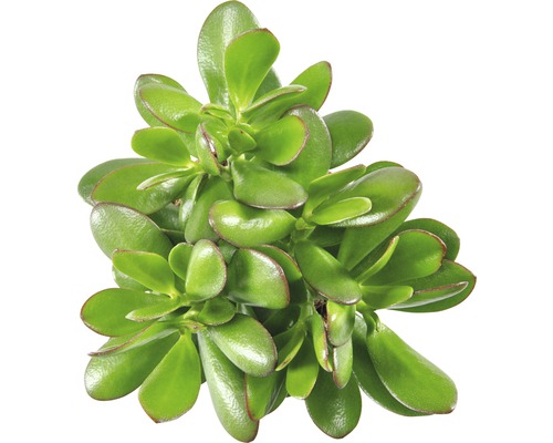 Dikbladige FloraSelf Crassula 'Magical Tree' H ca. 25 cm Ø 12 cm pot
