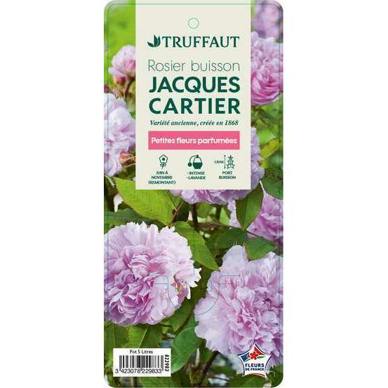 Rosier buisson 'Jacques Cartier' : pot de 5 litres