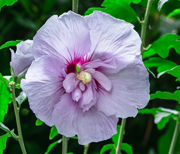 Hibiskus 'Blue Chiffon®' - Garten-Eibisch