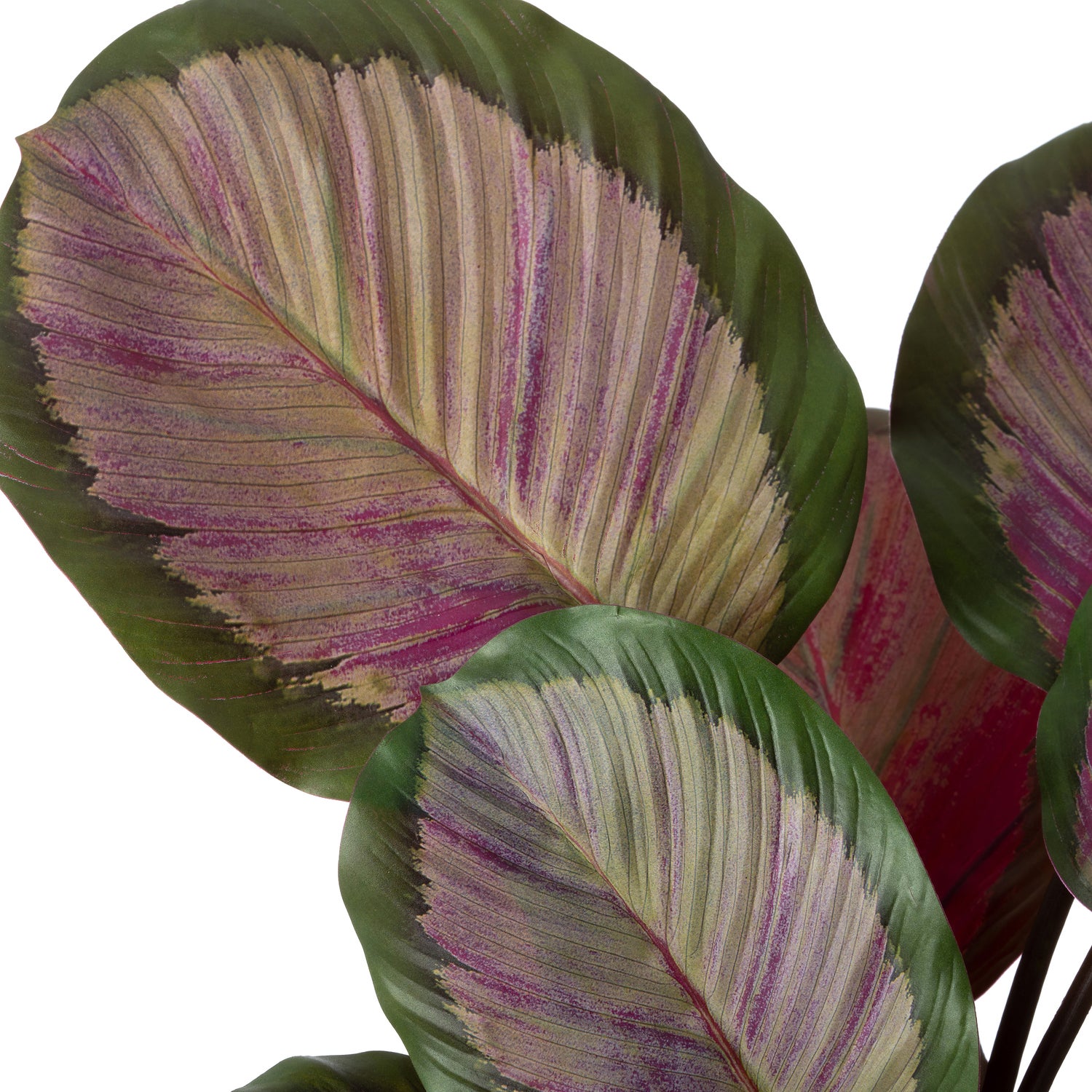 Intratuin kunstplant Calathea 44 x 38 x 45 cm