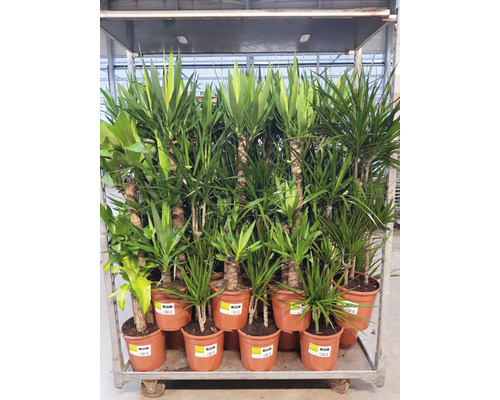 Kamerplanten Groen Mix FloraSelf H 120-140 cm Ø 24 cm Pot diverse soorten 1 st.