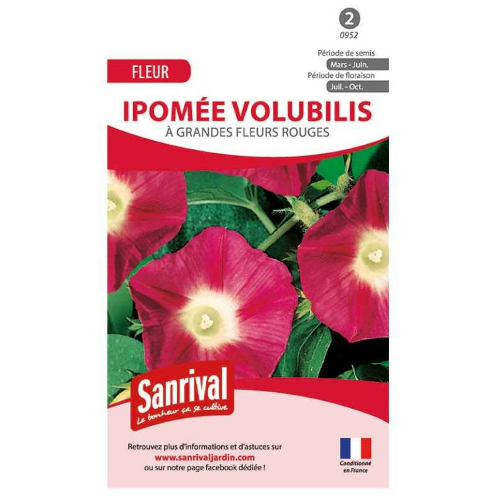 Graines de ipomée volubilis rouge